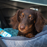 Ways to Prepare Your Pet for the Fourth of July
